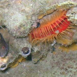 Clam and Blenny