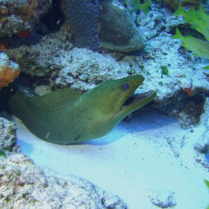 Cozumel Green Moray eel
