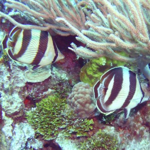 Butterfly Fish