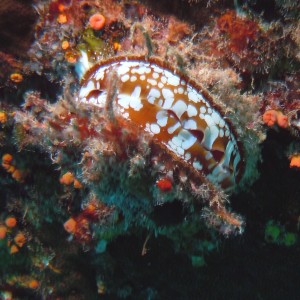 Clam on ship hull