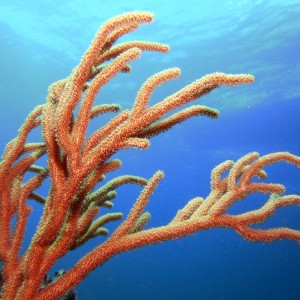 Soft Coral