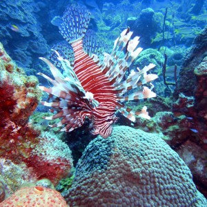 Lion Fish