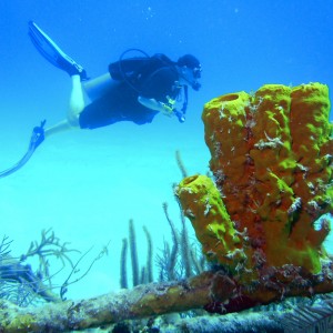 Mark with Sponges