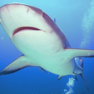 Reef Shark