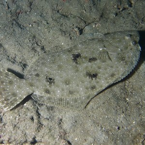 flounder_820