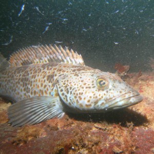 lingcod