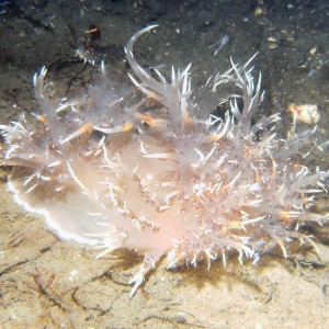 nudibranch