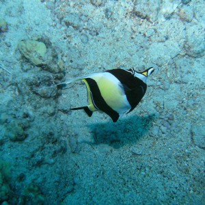 Moorish Idol