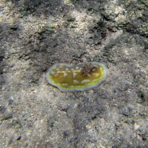 nudibranch