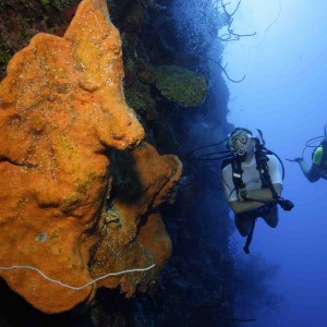Header_Wall_Diving