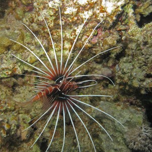 Red_Sea_Livaboard_July_2010_161