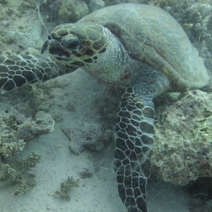 Red_Sea_Livaboard_July_2010_22