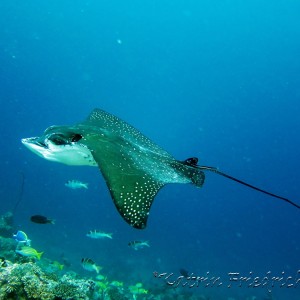 Eagle ray