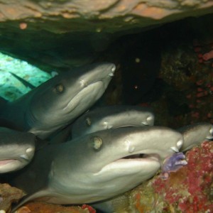 School of white tip reef sharks...(By stefanie lernet)