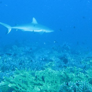 Gray reef shark (By Nun)