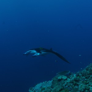 Best of Fiji 2010 Aug.