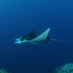 Best of Fiji 2010 Aug.