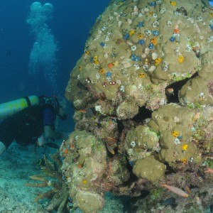 Best of Fiji 2010 Aug.