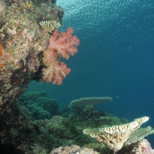 Best of Fiji 2010 Aug.