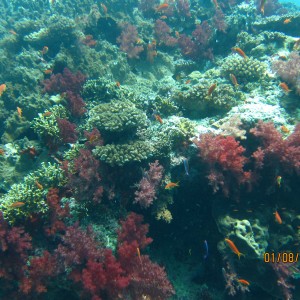 Best of Fiji 2010 Aug.