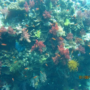 Best of Fiji 2010 Aug.