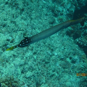 best of Fiji 2010 Aug.