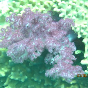 best of Fiji 2010 Aug.
