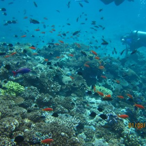 best of Fiji 2010 Aug.