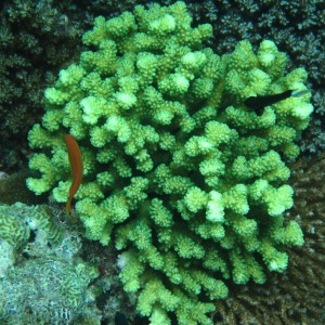 best of Fiji 2010 Aug.