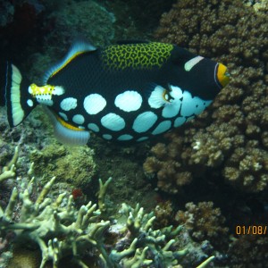 best of Fiji 2010 Aug.