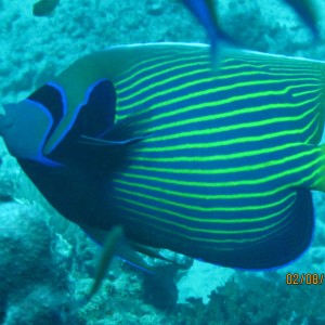 best of Fiji 2010 Aug.