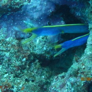 best of Fiji 2010 Aug.
