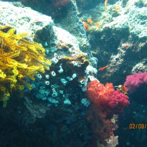 best of Fiji 2010 Aug.