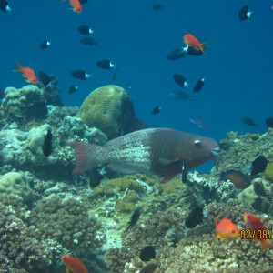best of Fiji 2010 Aug.