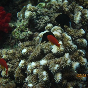 best of Fiji 2010 Aug.