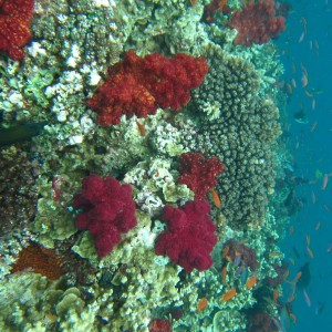 best of Fiji 2010 Aug.