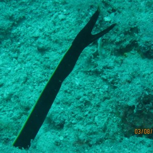 best of Fiji 2010 Aug.