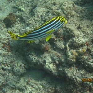 best of Fiji 2010 Aug.