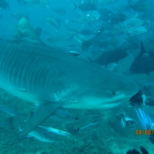 best of Fiji 2010 Aug.