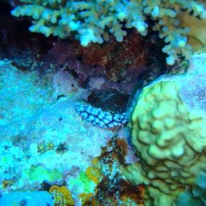 best of Fiji 2010 Aug.