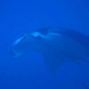 best of Fiji 2010 Aug.