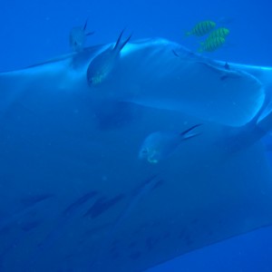best of Fiji 2010 Aug.