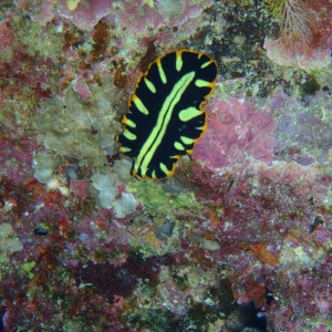 best of Fiji 2010 Aug.