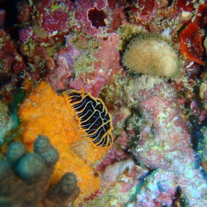 best of Fiji 2010 Aug.
