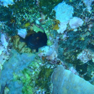 best of Fiji 2010 Aug.