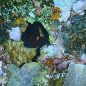 best of Fiji 2010 Aug.