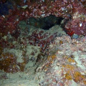 best of Fiji 2010 Aug.