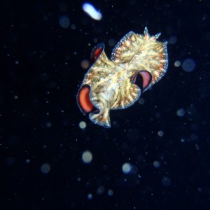 best of Fiji 2010 Aug.