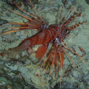 best of Fiji 2010 Aug.