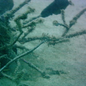 Best of Fiji 2010 Aug.
